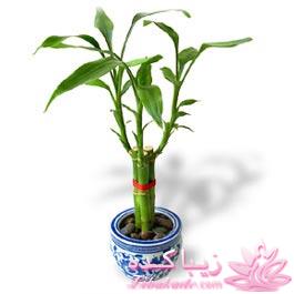 گیاهان آپارتمانی 